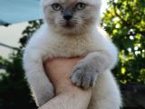 Scottish Fold & Straight