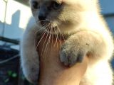 Scottish Fold & Straight