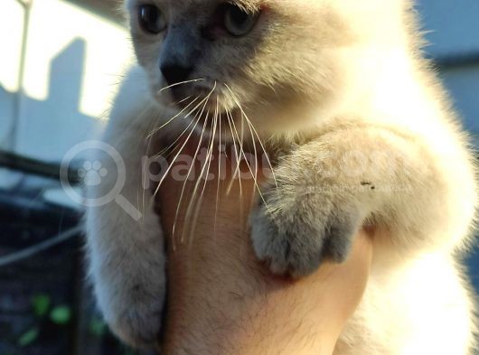 Scottish Fold & Straight görsel