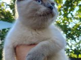 Scottish Fold & Straight