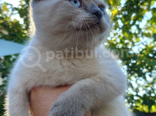 Scottish Fold & Straight görsel