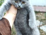 Scottish Fold & Straight