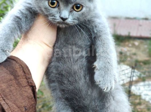 Scottish Fold & Straight görsel