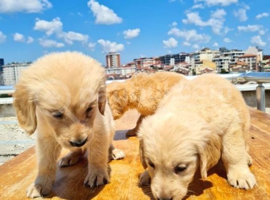 2 Aylık Golden Yavruları görsel