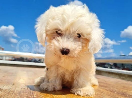 2 Aylık Maltese