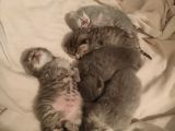Anne Scottish Blue Point Baba Golden British Safkan Yavrular