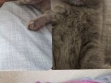 Scottish Fold British Shorthair