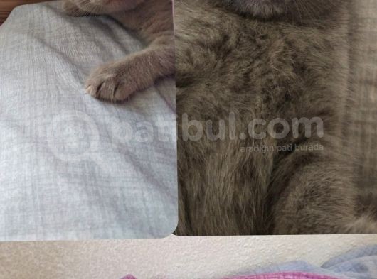 Scottish Fold British Shorthair