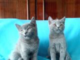N Özel British Shorthair Yavrular Sizler Bekliyor
