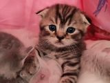 Anne Scottish Blue Point Baba Golden British Safkan Yavrular