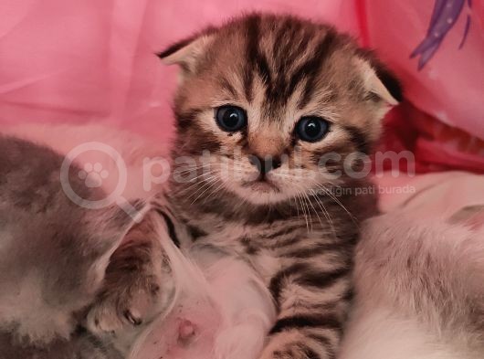 Anne Scottish Blue Point Baba Golden British Safkan Yavrular görsel