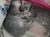 Anne Scottish Blue Point Baba Golden British Safkan Yavrular
