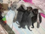 Anne Scottish Blue Point Baba Golden British Safkan Yavrular