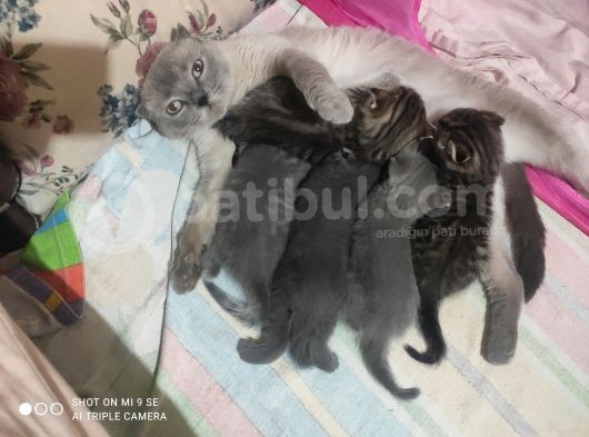 Anne Scottish Blue Point Baba Golden British Safkan Yavrular görsel