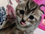Anne Scottish Blue Point Baba Golden British Safkan Yavrular