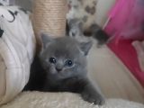 Anne Scottish Blue Point Baba Golden British Safkan Yavrular