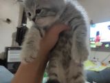 Anne Scottish Blue Point Baba Golden British Safkan Yavrular