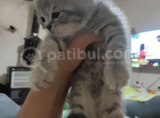 Anne Scottish Blue Point Baba Golden British Safkan Yavrular