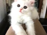 Chincilla Yavrularımız Ömürlük Yuvalarını Arıyor