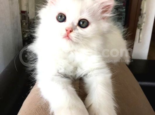 Chincilla Yavrularımız Ömürlük Yuvalarını Arıyor