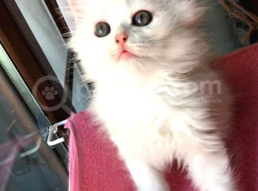 Chincilla Yavrularımız Ömürlük Yuvalarını Arıyor görsel