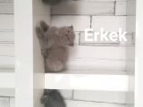 Scottish Fold British Shorthair