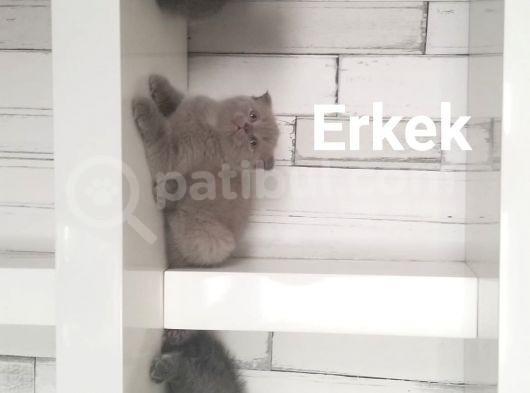 Scottish Fold British Shorthair görsel