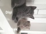 Scottish Fold British Shorthair