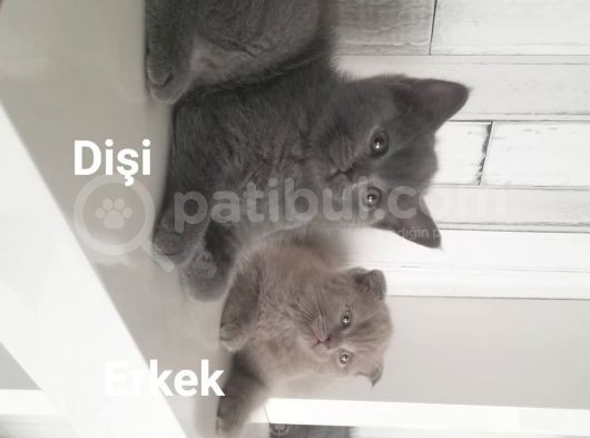 Scottish Fold British Shorthair görsel