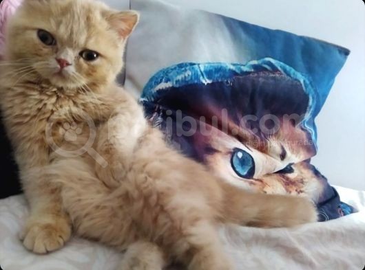 Exotic Short Hair Erkek görsel
