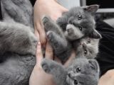 Scottish Fold British Shorthair