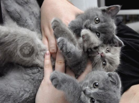 Scottish Fold British Shorthair görsel