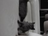 Scottish Fold British Shorthair