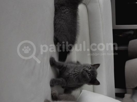 Scottish Fold British Shorthair görsel