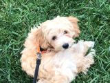3 Aylık Dişi Maltipoo Yavrumuz Yuva Arıyor!