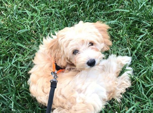 3 Aylık Dişi Maltipoo Yavrumuz Yuva Arıyor! görsel