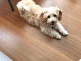 3 Aylık Dişi Maltipoo Yavrumuz Yuva Arıyor!