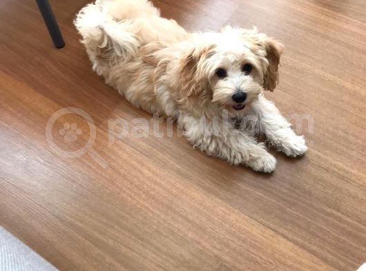 3 Aylık Dişi Maltipoo Yavrumuz Yuva Arıyor! görsel