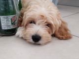 3 Aylık Dişi Maltipoo Yavrumuz Yuva Arıyor!
