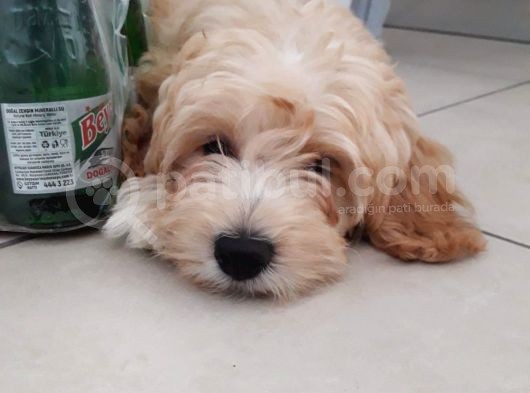 3 Aylık Dişi Maltipoo Yavrumuz Yuva Arıyor! görsel