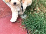 3 Aylık Dişi Maltipoo Yavrumuz Yuva Arıyor!