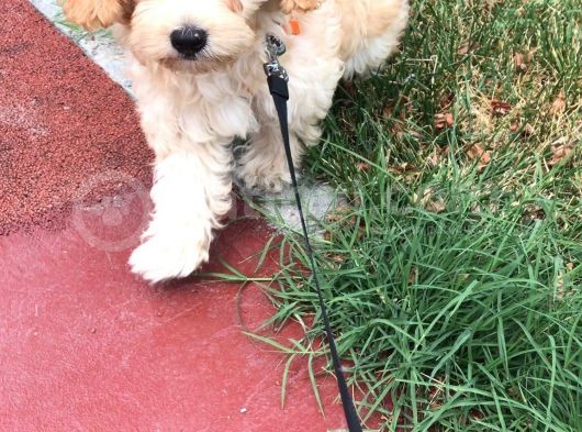 3 Aylık Dişi Maltipoo Yavrumuz Yuva Arıyor! görsel