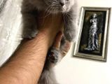 Pofuduk Bri̇ti̇sh Yavrumuza Yuva Aryoruz