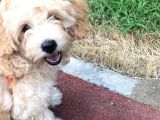 3 Aylık Dişi Maltipoo Yavrumuz Yuva Arıyor!