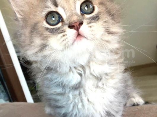 Chincilla Yavrularımız Ömürlük Yuvalarını Arıyor görsel