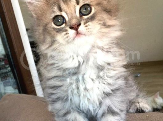 Chincilla Yavrularımız Ömürlük Yuvalarını Arıyor görsel