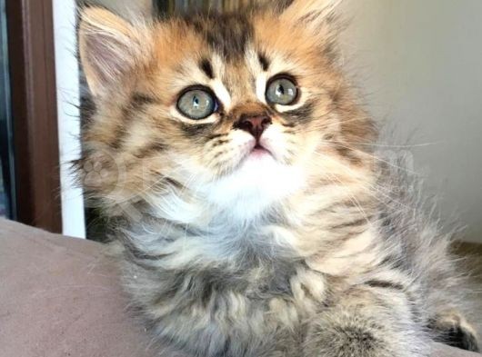Chincilla Yavrularımız Ömürlük Yuvalarını Arıyor görsel