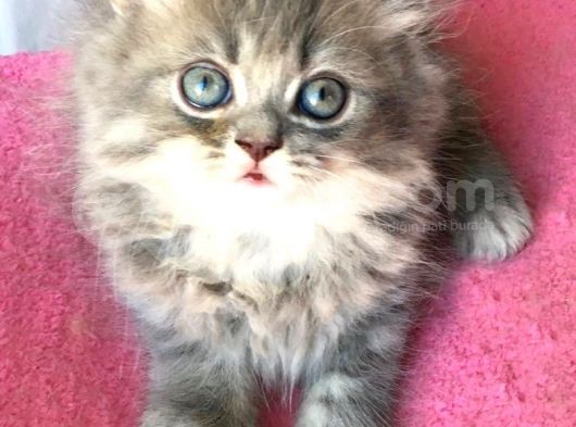Chincilla Yavrularımız Ömürlük Yuvalarını Arıyor görsel