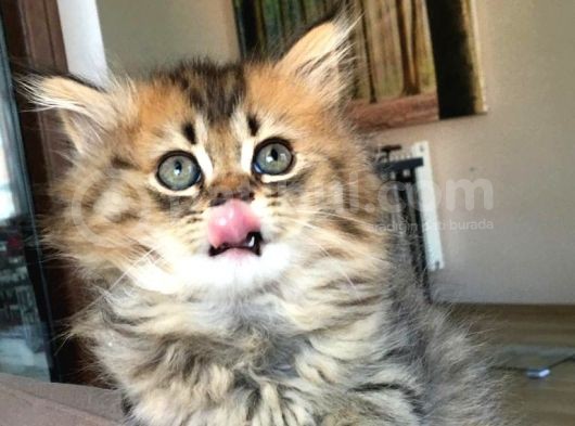 Chincilla Yavrularımız Ömürlük Yuvalarını Arıyor görsel