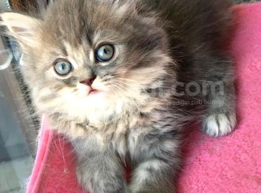 Chincilla Yavrularımız Ömürlük Yuvalarını Arıyor görsel